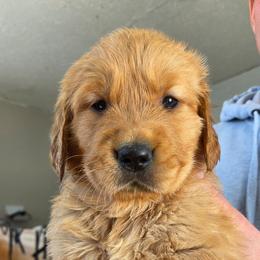 Dark purple - Golden female Golden Retriever puppy in Mt Solon, Virginia from Emma's Golden Puppers