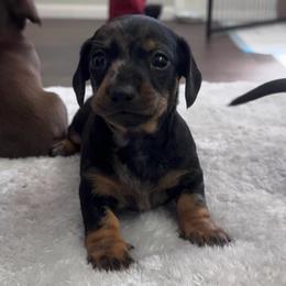 Sparkle - Dapple female Dachshund puppy in Live Oak, Florida from Johnson’s Weiner Farm