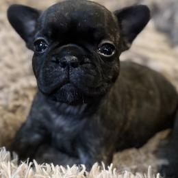 Girl 2 - Brindle female French Bulldog puppy in Livingston, Texas from Drake Home Frenchies