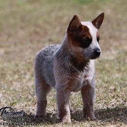 Girl 1 - Red speckled female Australian Cattle Dog puppy in Monroe, Louisiana from The Sweet Kennels