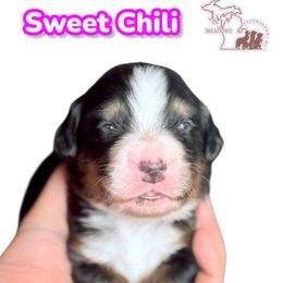 Sweet Chili - Black rust and white female Bernese Mountain Dog puppy in Petersburg, Michigan from J & J Meadows