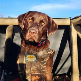Rookie - Labrador Retriever