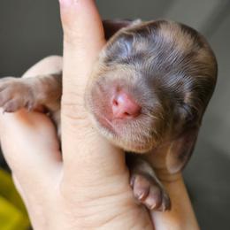Rolo - Chocolate and tan male Dachshund puppy in Pasco, Washington from G & G Kennel