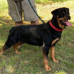 Rottweiler Puppies from Kayara Haus Rottweilers