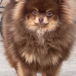 Pomeranians from Seven Seven Pomeranians