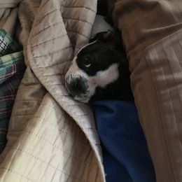 Boston Terrier Puppies from High Plains Bullies