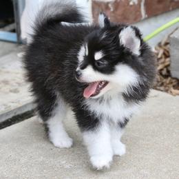 Green Collar - Black and white male Pomsky puppy in St. Peters, Missouri from Saint Peters Pomskies