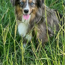 Aussiedoodles, Miniature Australian Shepherds, and Toy Australian Shepherds from Brandilyn's Aussies