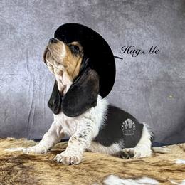 Hug Me - Black white and brown male Basset Hound puppy in Dingess, West Virginia from Tuckers' Howling Hounds