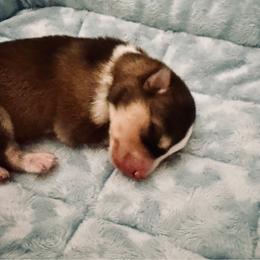 Boy 1 - Wolf sable male Pomsky puppy in Cumberland County, Pennsylvania from M&L Pomskies