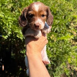 Fawn AKC - Piebald female Dachshund puppy in Erie, Michigan from Champagne’s Grinch Toe’d Dachshunds