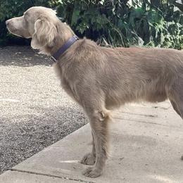 Long Haired Weimaraner puppies from PM Weimaraners