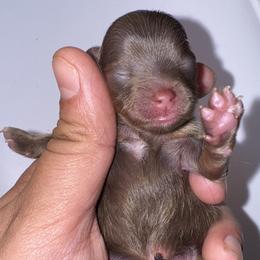Nova - Chocolate and tan male Pomeranian puppy in Willow Spring, North Carolina from GTBBF Pomeranians