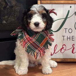 Willis - Merle male Bernedoodle puppy in Fort Gibson, Oklahoma from Waggle Doodles