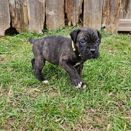 Yellow Collar - Black brindle female Cane Corso puppy in Houston, Texas from Zenith Cane Corso