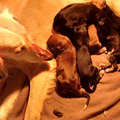 Saluki Puppies from Shasei