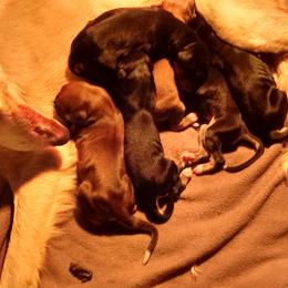 Saluki Puppies from Shasei