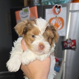 Snickers - Chocolate, tan and white female Yorkshire Terrier puppy in Lakeland, Florida from You Me & The Yorkies