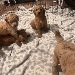 Boy 1 - Red  male Poodle puppy in Whigham, Georgia from Moonlight Poodles