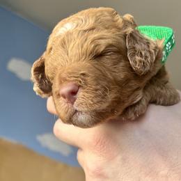Goldendoodle Puppies from Kid's Best Doodle