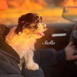 Stella - Black tan and white female Biewer Terrier puppy in Palmer, Alaska from Frosty Paw Biewers and Yorkshires