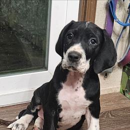 Mantle Female - Mantle female Great Dane puppy in Biscoe, North Carolina from Clouser's Bodacious Danes