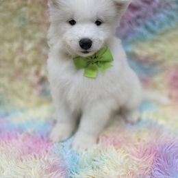 Lime girl - White female Samoyed puppy in Elwell, Michigan from Limelight Samoyeds