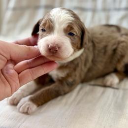 Joy- yellow collar - Merle female Bernedoodle puppy in Colorado Springs, Colorado from Mercy Mountain Bernedoodles