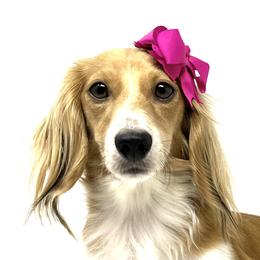 Brooklyn - Dachshund