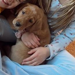 Labrador Retriever Puppies from Dan's Labrador Retrievers