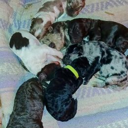 Tba - Merle Labradoodle puppy in Evansville, Indiana from Annie's Doodles