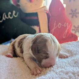 Green - Blenheim male Cavapoo puppy in Newport, North Carolina from Crystal Coast Cavapoodles