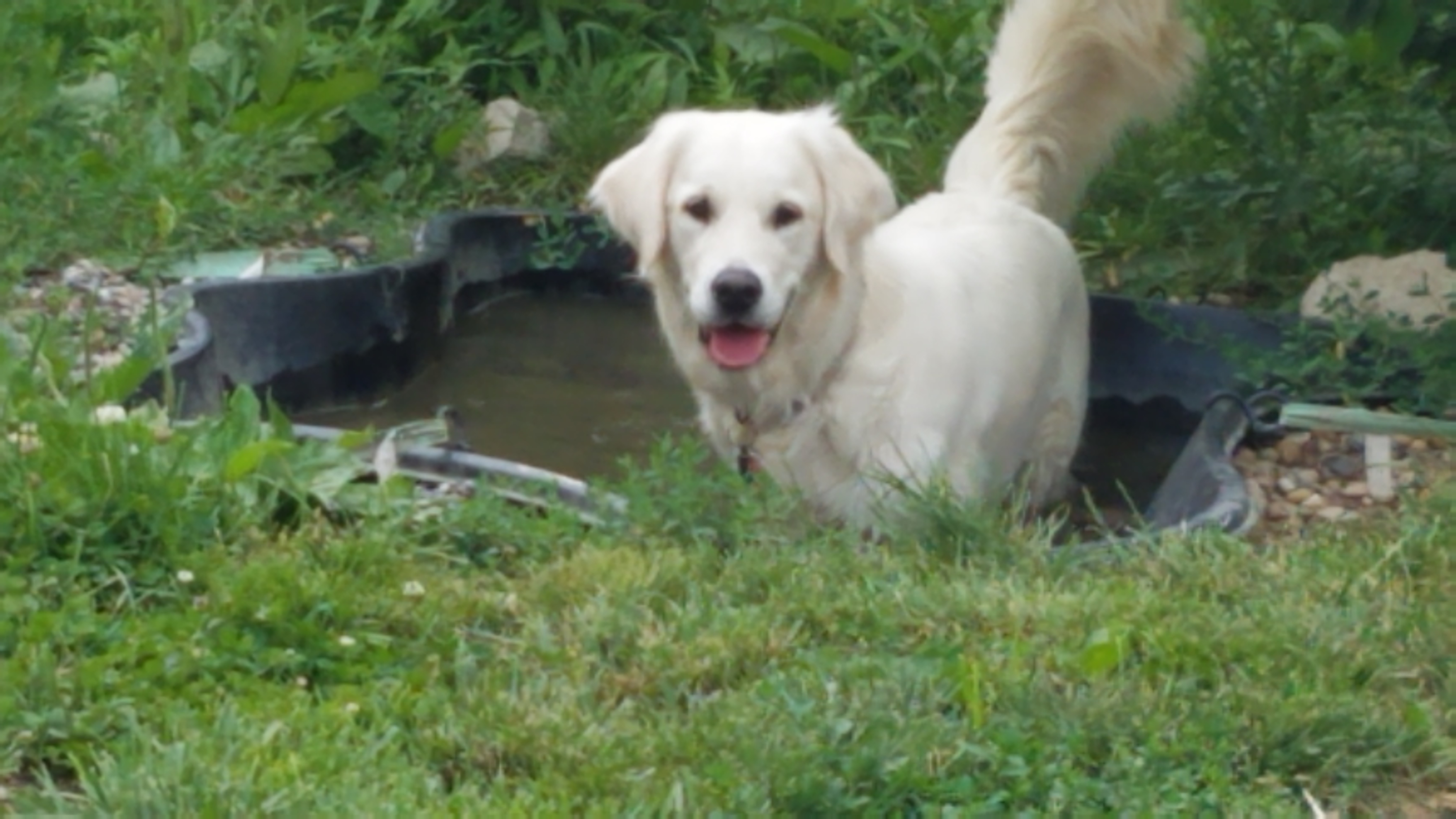 margie - Golden Retriever