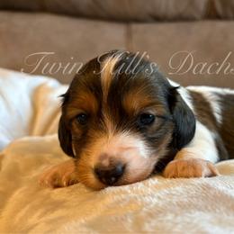 Honey's Red - Piebald male Dachshund puppy in Jonesboro, Illinois from Twin Hills Dachshunds