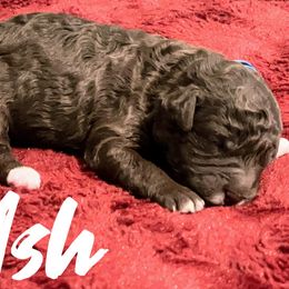 Ash - Cafe Labradoodle puppy in Ballwin, Missouri from Show Me Doodles