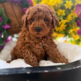 Sammy The Hammy - Red  male Goldendoodle puppy in Somerset, Kentucky from Hilltop Doodles KY LLC