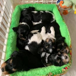 Havanese Puppies from Willowbrook Havanese