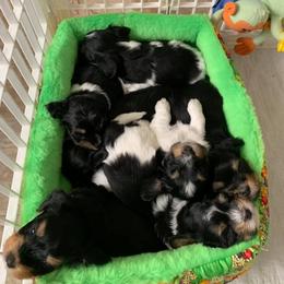 Havanese Puppies from Willowbrook Havanese