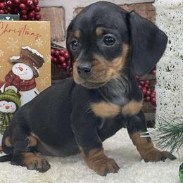 Lola - Black and tan female Dachshund puppy in Industry, Illinois from KDKs Kennels