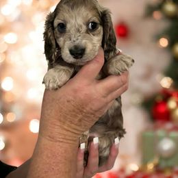 Blue dapple - Dapple male Dachshund puppy in Port Charlotte, Florida from Vicki's Dachshund Crossing