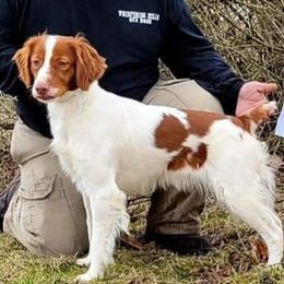 Brittanys from Whispering Hills Gun Dogs