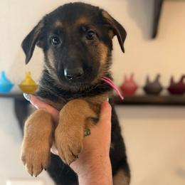 Odessa - Black and tan female German Shepherd puppy in Florida from Best Shepherds