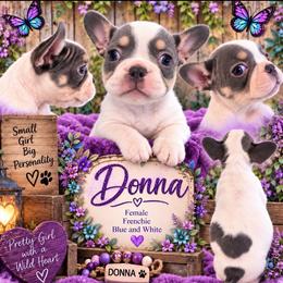 Donna - Tricolors female French Bulldog puppy in Holton, Indiana from MoonShine Babies / OZ