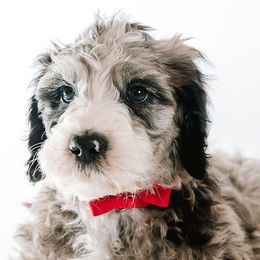 Red - "Jordan" - Bernedoodle puppy from Shabbey Sheek Bernedoodles