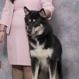 Otter - Alaskan Malamute