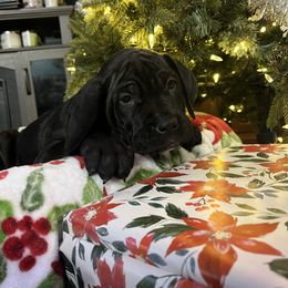Blitzen - Black male Cane Corso puppy in Lititz, Pennsylvania from Lititz Cane Corsos