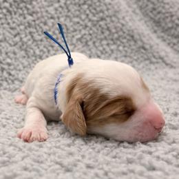 Magnolia (Blue) - Parti female Goldendoodle puppy in Twin Falls, Idaho from Magic Valley Family Doodles