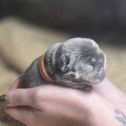Smokey - Blue tri-color male Bulldog puppy in Burleson, Texas from Diamond Deluxx Frenchies
