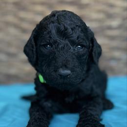 Huck - Black male Pyredoodle puppy in Willacoochee, Georgia from Kitandkboodle's Doodles
