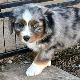 Billy - Blue merle male Toy Australian Shepherd puppy in Nocona, Texas from Rafter O Toy Aussies and Mini Heelers